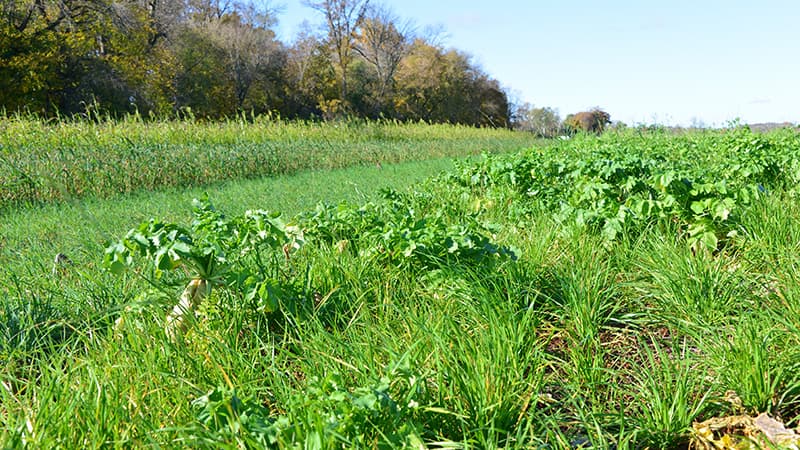 A lush green farm field featuring mixed cover crops