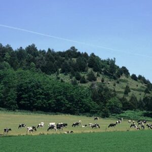 Cows grazing in an open field