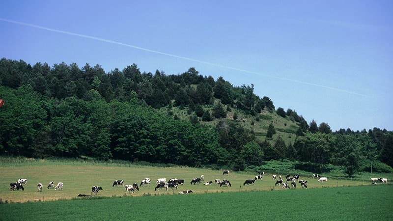 Holstein cows graze in a hillside pasture on a cloudless day