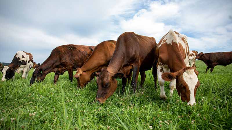 Several cows graze on a green meadow