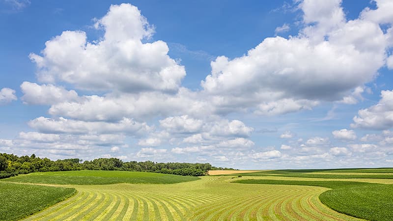 Croplands stretch into the distance against a blue sky dotted with puffy clouds