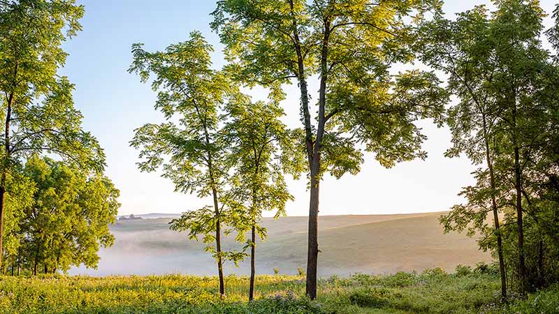 Walnut trees stand in front of rolling hills bathed in light early-morning fog