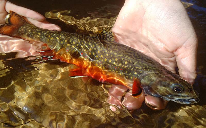 Closeup of an angler holding a brook trout just below the water's surface.