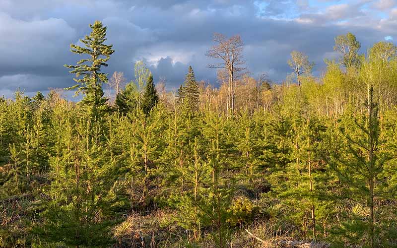 Tree Identification: Frasier Fir - Steigerwaldt Land Services