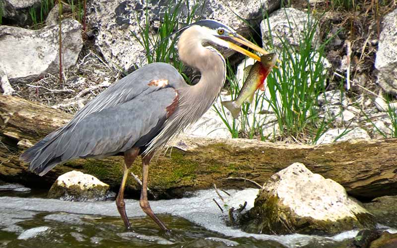 A great blue heron holds a trout in its beak