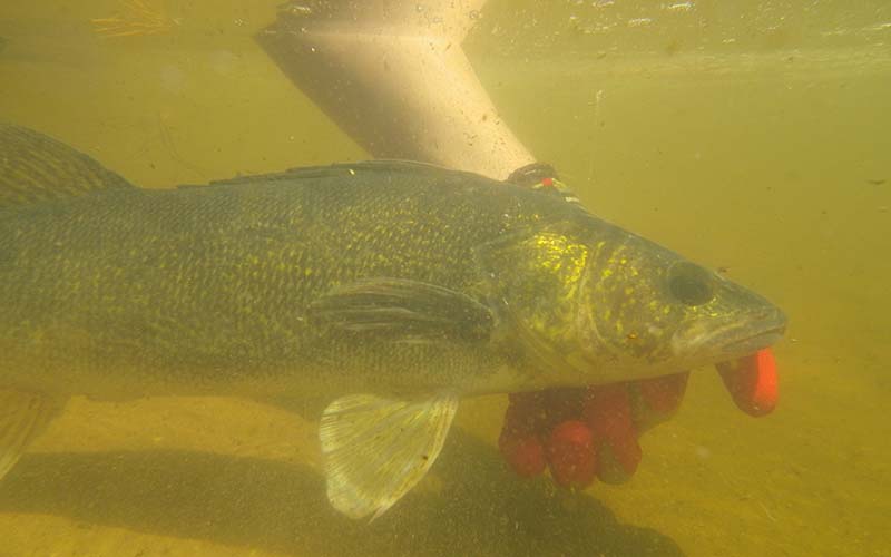 The impact of climate change on walleye
