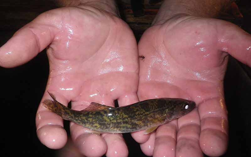 Lake Erie's walleye are thriving, but climate change makes their future  unclear