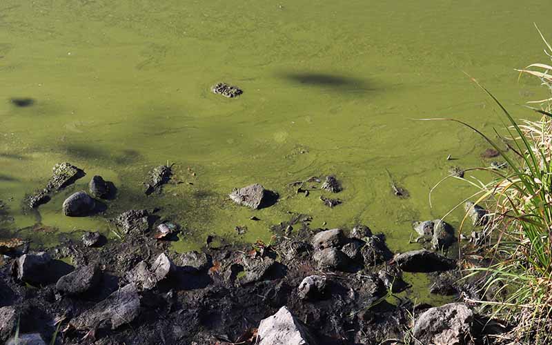 Harmful algal blooms are more likely to occur with warmer water temperatures and more nutrient runoff from extreme precipitation