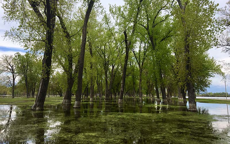 Floodplain trees as water levels declined after the peak of the 2019 flood