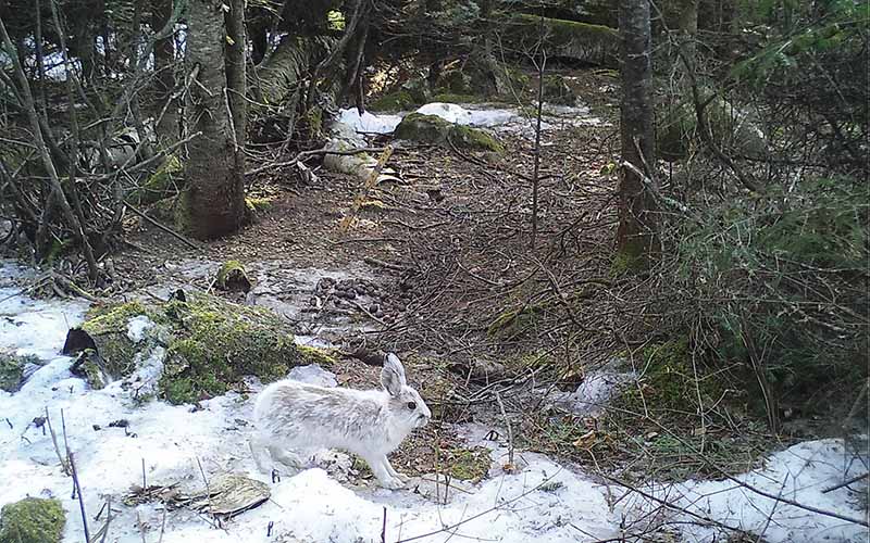 A snowshoe hare blends in with its snowy surroundings within a forest.