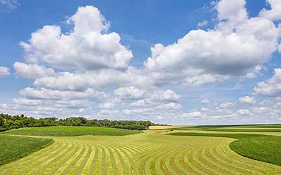 Puffy clouds hover over a farm field