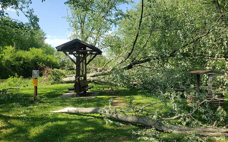 A trailhead is blocked by large trees that have been knocked down during a storm