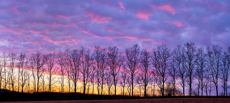 Panoramic view of a tree line at sunset