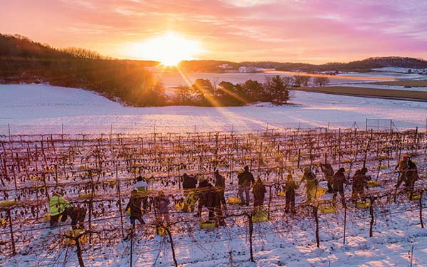 Winery workers picking frozen grapes as the sun sets