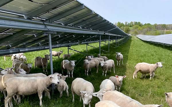 Sheep grazing under a grid of solar panels