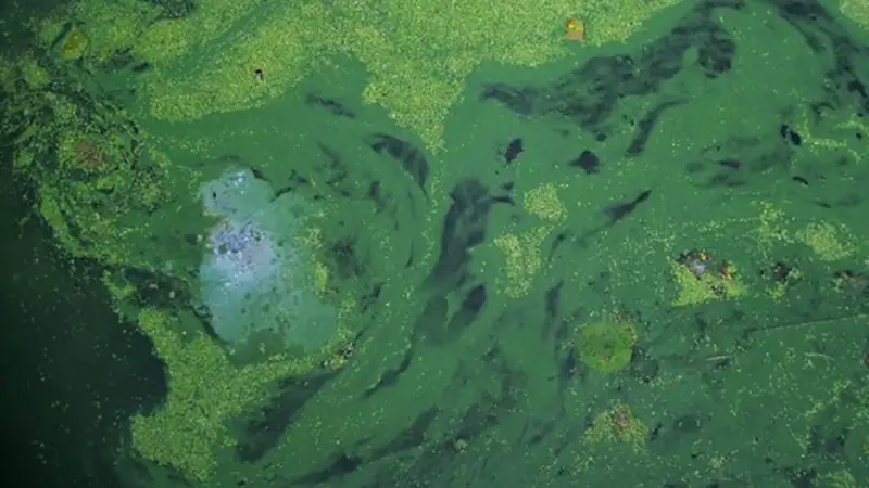 A thick layer of bright green algae and swirls across the surface of a dark body of water.