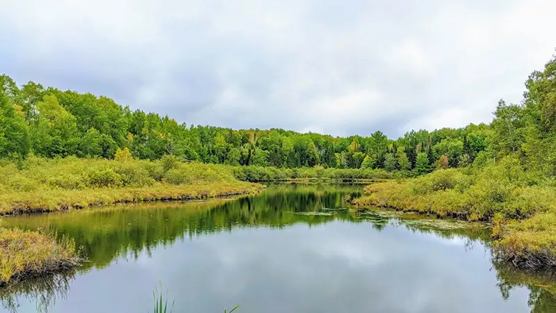 A calm, reflective lake is surrounded by a dense forest under a cloudy sky, with low-lying shrubs lining the water's edge.