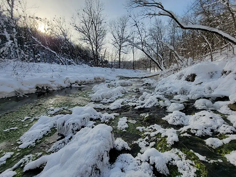 Snow-capped trout stream flowing through a forest.