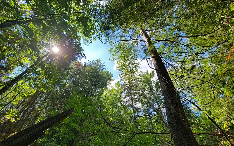 Looking toward the sky through a lush tree canopy on a clear day.